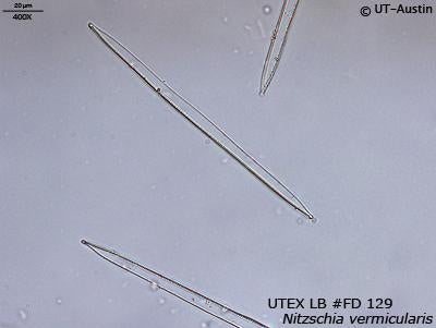 <strong>UTEX LB FD129</strong> <br><i>Nitzschia vermicularis</i>