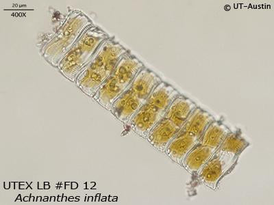 <strong>UTEX LB FD12</strong> <br><i>Achnanthes inflata</i>