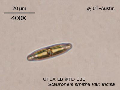 <strong>UTEX LB FD131</strong> <br><i>Stauroneis smithii var. incisa</i>