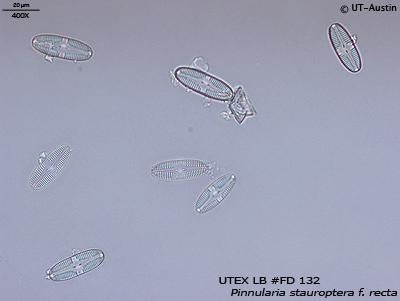 <strong>UTEX FD132</strong> <br><i>Pinnularia stauroptera f. recta</i>