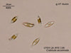 UTEX LB FD136 Craticula accomoda | UTEX Culture Collection of Algae
