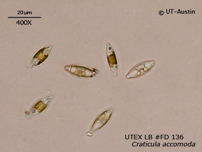 <strong>UTEX LB FD136</strong> <br><i>Craticula accomoda</i>