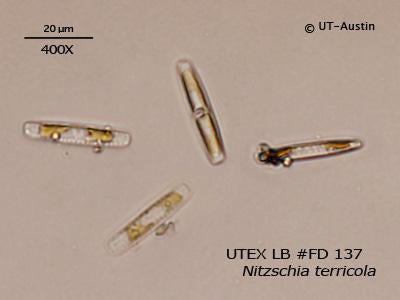 <strong>UTEX LB FD137</strong> <br><i>Nitzschia terricola</i>
