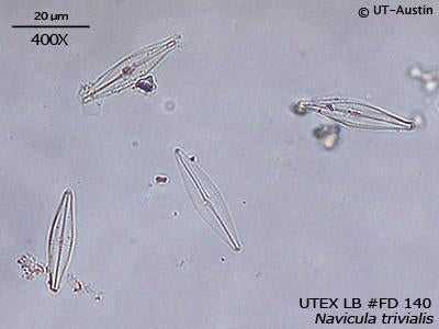 UTEX LB FD140 Navicula trivialis | UTEX Culture Collection of Algae