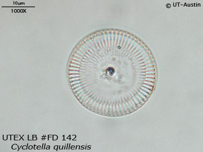<strong>UTEX LB FD142</strong> <br><i>Cyclotella quillensis</i>