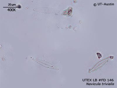 <strong>UTEX LB FD146</strong> <br><i>Navicula trivialis</i>