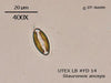 UTEX LB FD14 Stauroneis anceps | UTEX Culture Collection of Algae