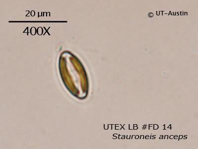 <strong>UTEX LB FD14</strong> <br><i>Stauroneis anceps</i>