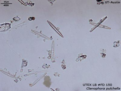 <strong>UTEX LB FD150</strong> <br><i>Ctenophora pulchella</i>