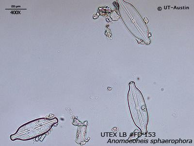 UTEX LB FD153 Anomoeoneis sphaerophora | UTEX Culture Collection of Algae