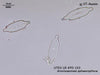 UTEX LB FD153 Anomoeoneis sphaerophora | UTEX Culture Collection of Algae