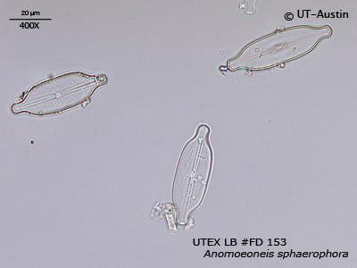 UTEX LB FD153 Anomoeoneis sphaerophora | UTEX Culture Collection of Algae