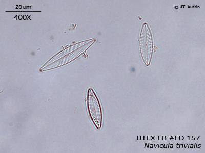 <strong>UTEX LB FD157</strong> <br><i>Navicula trivialis</i>