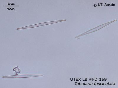 <strong>UTEX LB FD159</strong> <br><i>Tabularia fasciculata</i>