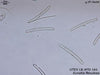 UTEX LB FD161 Eunotia flexulosa | UTEX Culture Collection of Algae