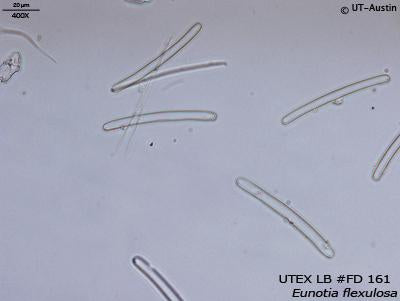 <strong>UTEX LB FD161</strong> <br><i>Eunotia flexulosa</i>