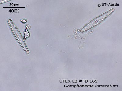 <strong>UTEX LB FD165</strong> <br><i>Gomphonema intracatum</i>