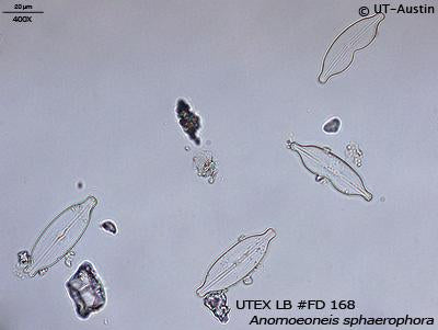 <strong>UTEX LB FD168</strong> <br><i>Anomoeoneis sphaerophora</i>