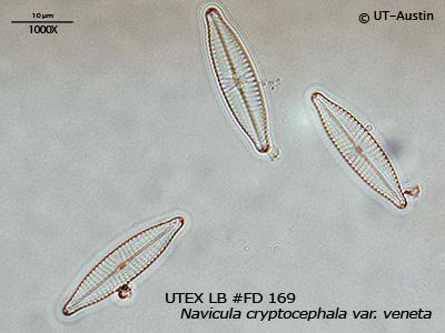 <strong>UTEX LB FD169</strong> <br><i>Navicula cryptocephala var. veneta</i>