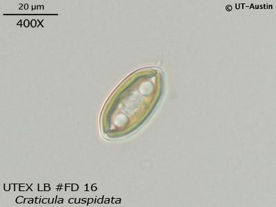 <strong>UTEX LB FD16</strong> <br><i>Craticula cuspidata</i>