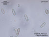 UTEX LB FD171 Caloneis bacillum | UTEX Culture Collection of Algae
