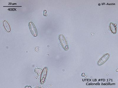 <strong>UTEX LB FD171</strong> <br><i>Caloneis bacillum</i>
