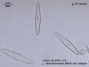 UTEX LB FD173 Gomphonema affine var. insigne | UTEX Culture Collection of Algae