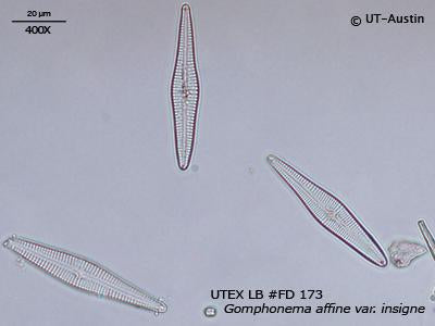 <strong>UTEX LB FD173</strong> <br><i>Gomphonema affine var. insigne</i>