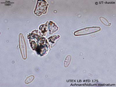 <strong>UTEX LB FD175</strong> <br><i>Achnanthidium rostratum</i>