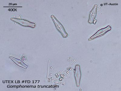 <strong>UTEX LB FD177</strong> <br><i>Gomphonema truncatum</i>