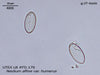 UTEX LB FD179 Neidium affine var. humerus | UTEX Culture Collection of Algae