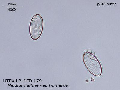 <strong>UTEX LB FD179</strong> <br><i>Neidium affine var. humerus</i>
