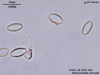 UTEX LB FD181 Staurosirella pinnata | UTEX Culture Collection of Algae