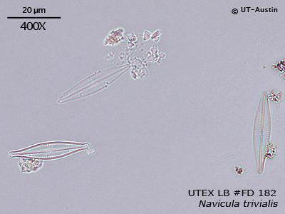 <strong>UTEX LB FD182</strong> <br><i>Navicula trivialis</i>
