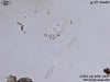 UTEX LB FD183 Navicula angusta | UTEX Culture Collection of Algae