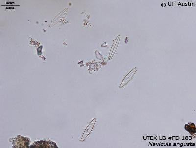 <strong>UTEX LB FD183</strong> <br><i>Navicula angusta</i>