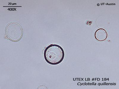 <strong>UTEX LB FD184</strong> <br><i>Cyclotella quillensis</i>