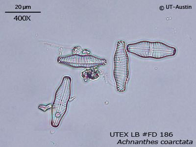 <strong>UTEX LB FD186</strong> <br><i>Achnanthes coarctata</i>