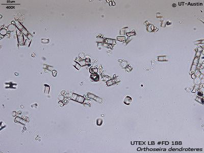 <strong>UTEX LB FD188</strong> <br><i>Orthoseira dendroteres</i>