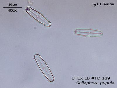 <strong>UTEX LB FD189</strong> <br><i>Sellaphora pupula</i>
