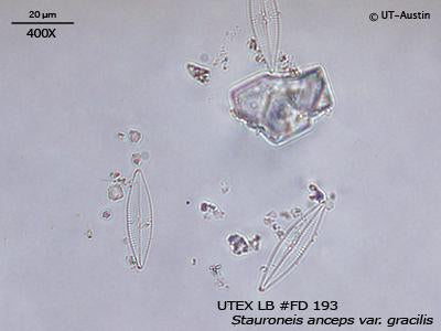 <strong>UTEX LB FD193</strong> <br><i>Stauroneis anceps var. gracilis</i>