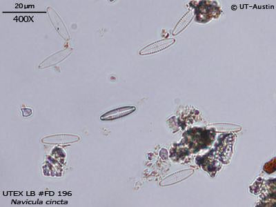 <strong>UTEX LB FD196</strong> <br><i>Navicula cincta</i>