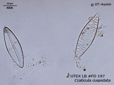 <strong>UTEX LB FD197</strong> <br><i>Craticula cuspidata</i>