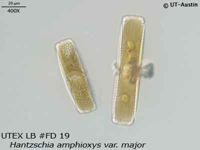 <strong>UTEX LB FD19</strong> <br><i>Hantzschia amphioxys var. major</i>