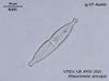 UTEX LB FD202 Stauroneis anceps | UTEX Culture Collection of Algae