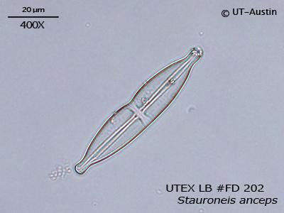 <strong>UTEX LB FD202</strong> <br><i>Stauroneis anceps</i>