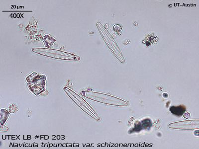 <strong>UTEX LB FD203</strong> <br><i>Navicula tripunctata var. schizonemoides</i>