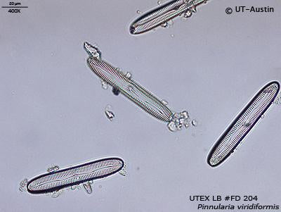 <strong>UTEX LB FD204</strong> <br><i>Pinnularia viridiformis</i>