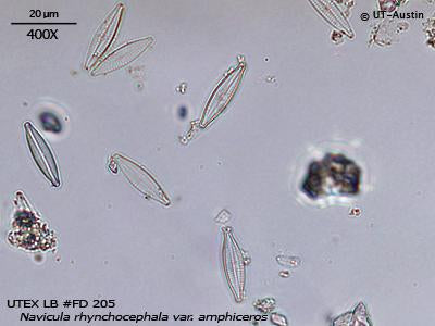<strong>UTEX LB FD205</strong> <br><i>Navicula rhynchocephala var. amphiceros</i>