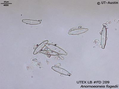 UTEX LB FD209 Anomoeoneis fogedii | UTEX Culture Collection of Algae